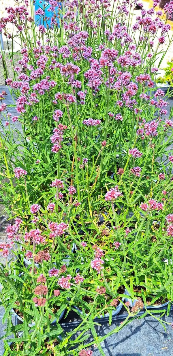 A close up of some pink flowers in the grass.