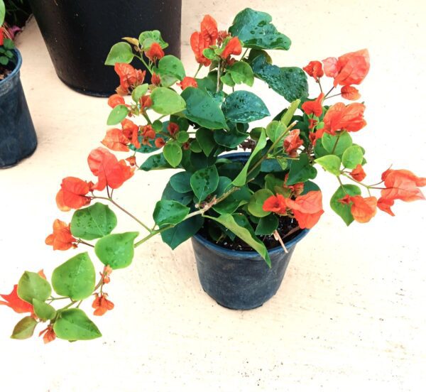 A plant that is sitting in the dirt.