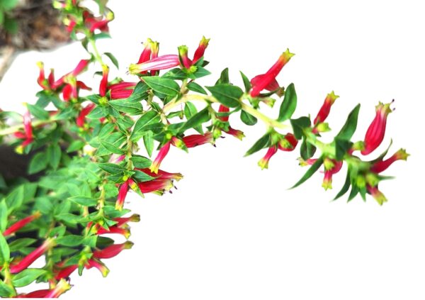 A close up of the flowers on a plant