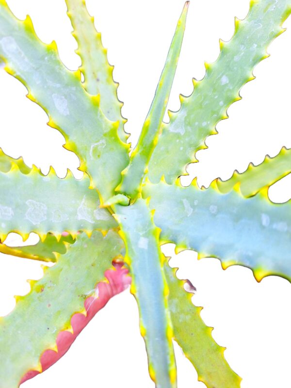 A close up of the leaves on a plant