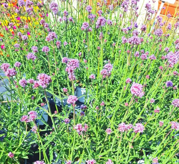 A close up of some purple flowers in the grass