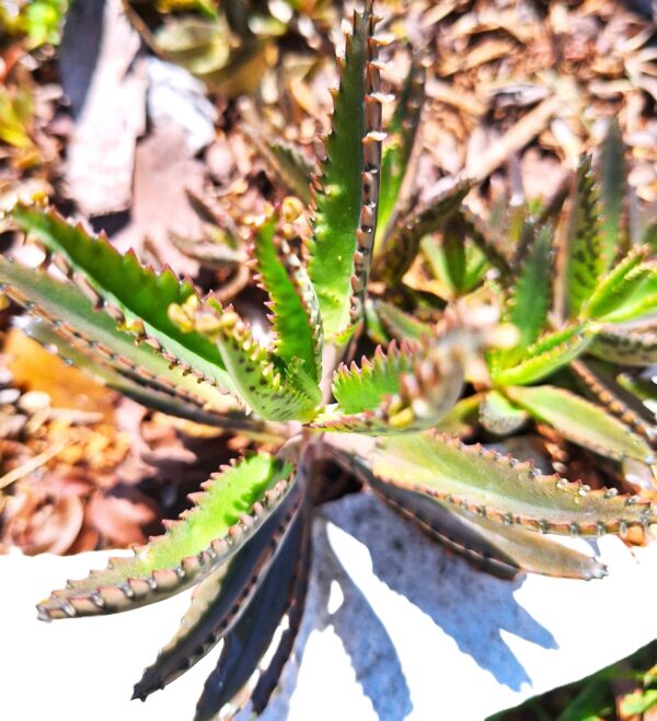 A close up of the leaves on a plant
