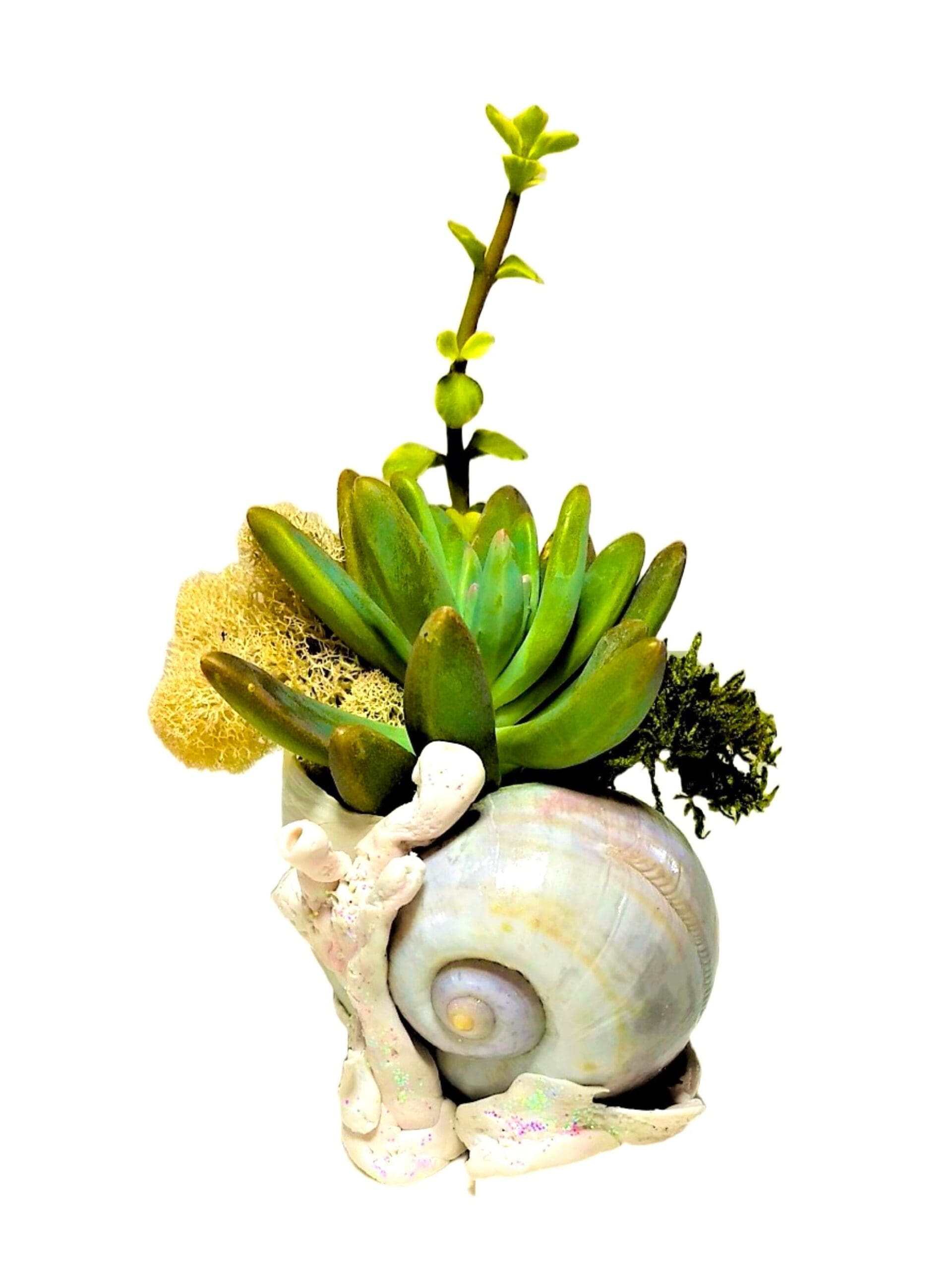 Beach Polished Shell on Coral Planter with Live Succulents. - Image 6
