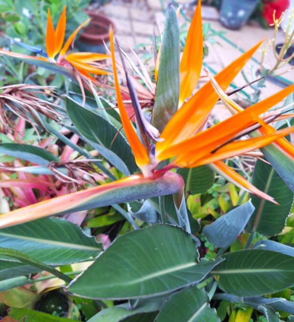 A close up of some orange flowers and green leaves