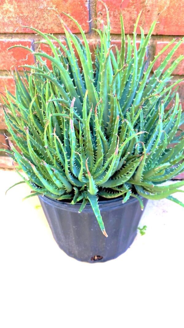 A potted plant is sitting on the ground.