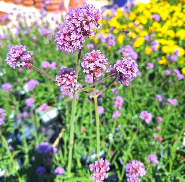 A field of purple flowers with yellow and green plants in the background.