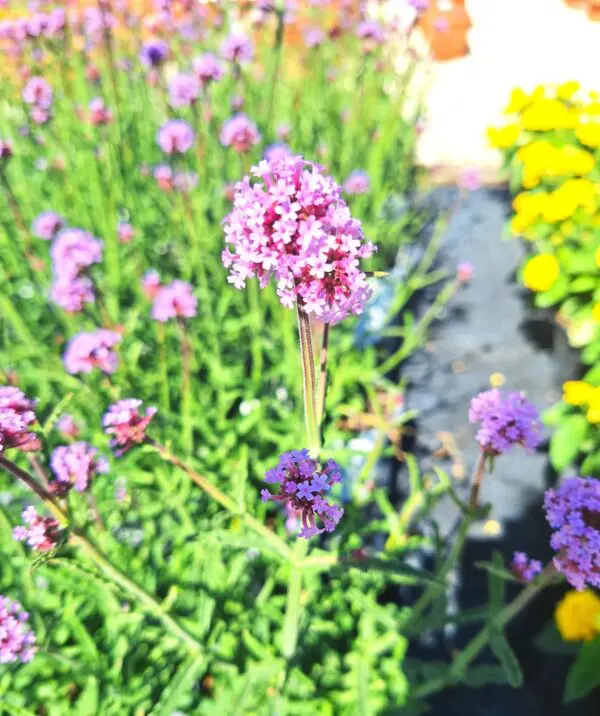A close up of some purple flowers in the grass
