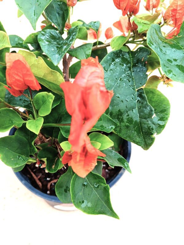 A close up of a plant with green leaves