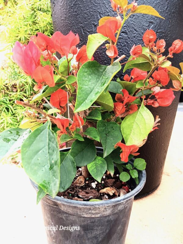 A plant that is sitting in a pot.