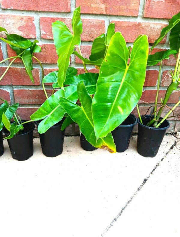 A row of plants sitting on the ground.