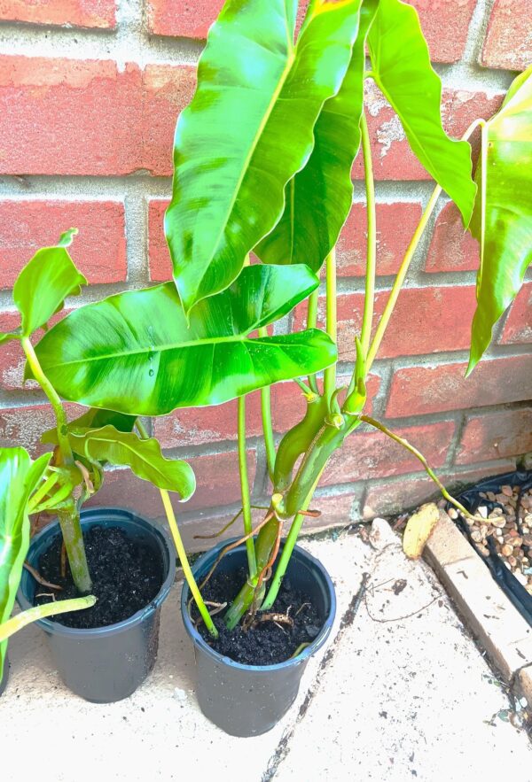 Two potted plants sitting on the ground outside.