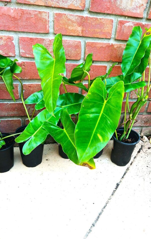 A group of plants sitting on top of a cement floor.