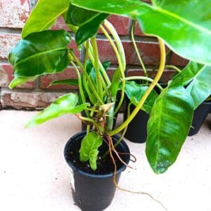 A plant that is sitting in the dirt.