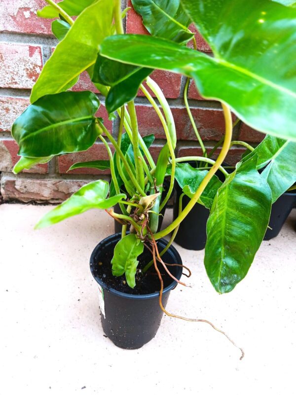 A plant that is sitting in the dirt.