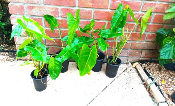 A group of plants sitting on the ground.