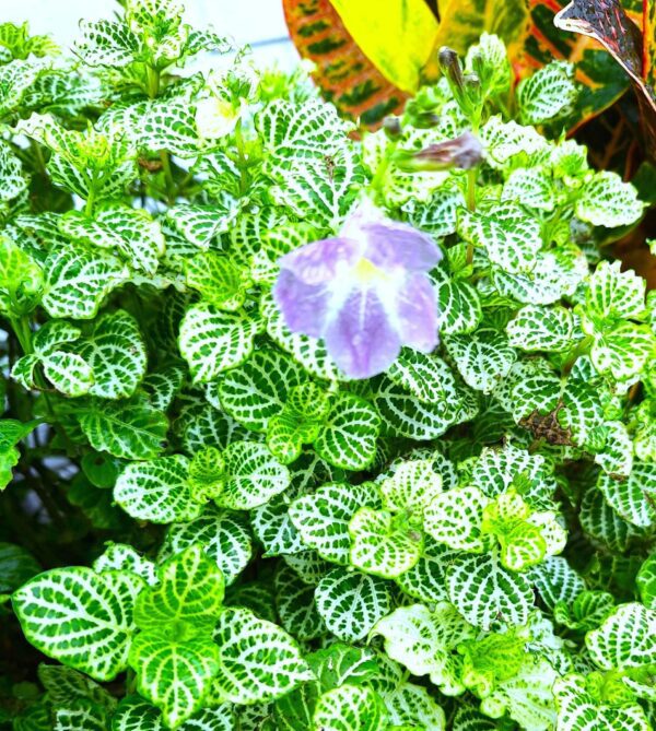 A close up of the flowers in the garden