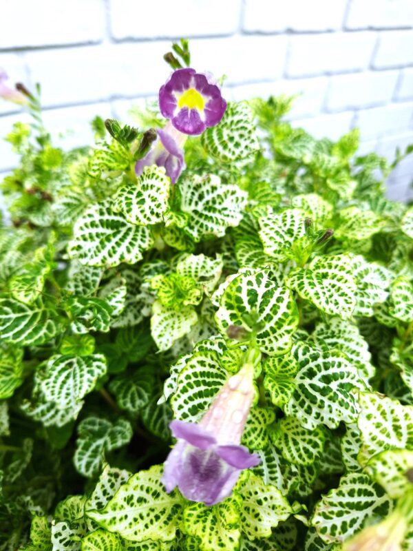 A close up of the leaves and flower of a plant.