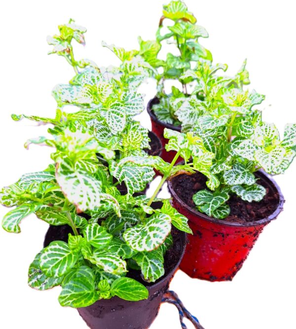 Two potted plants are sitting on a table.