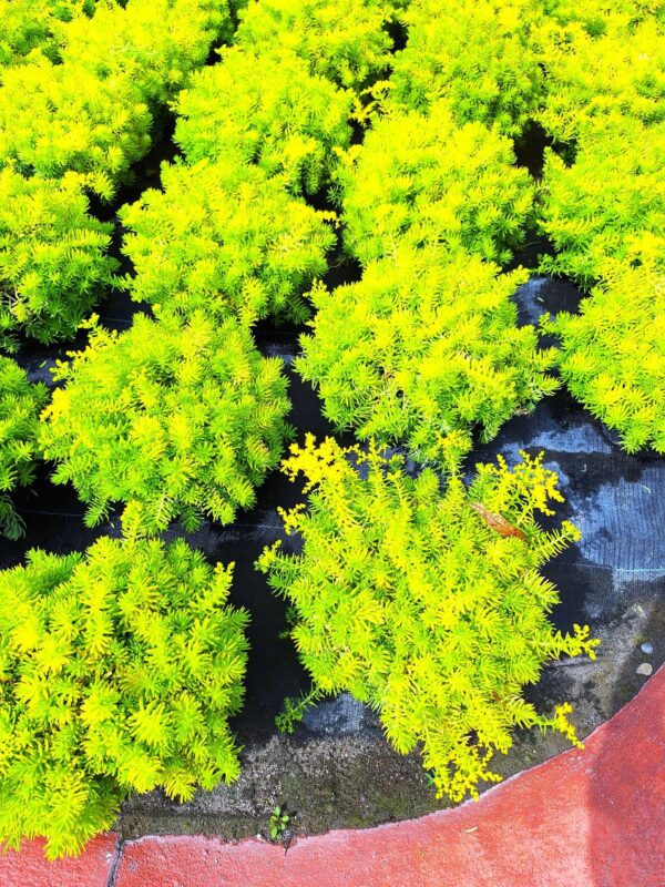A close up of some bushes with green leaves