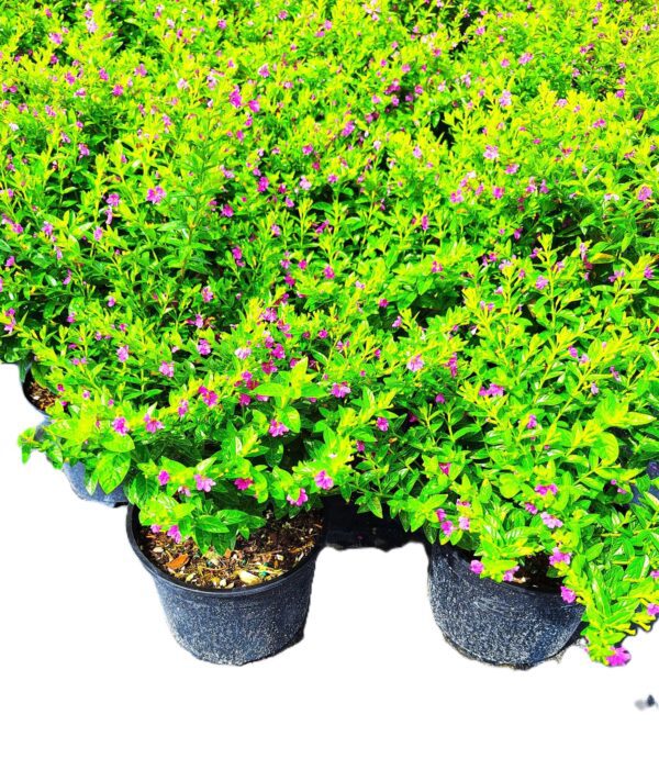 A close up of plants in pots on the ground
