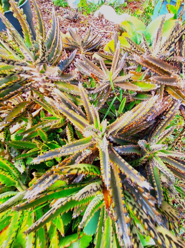 A close up of the leaves on a plant