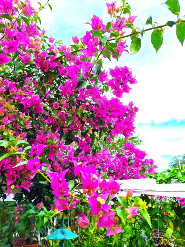 A tree with pink flowers in the foreground.