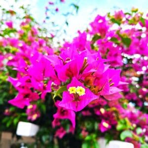 A bunch of pink flowers that are in the grass.