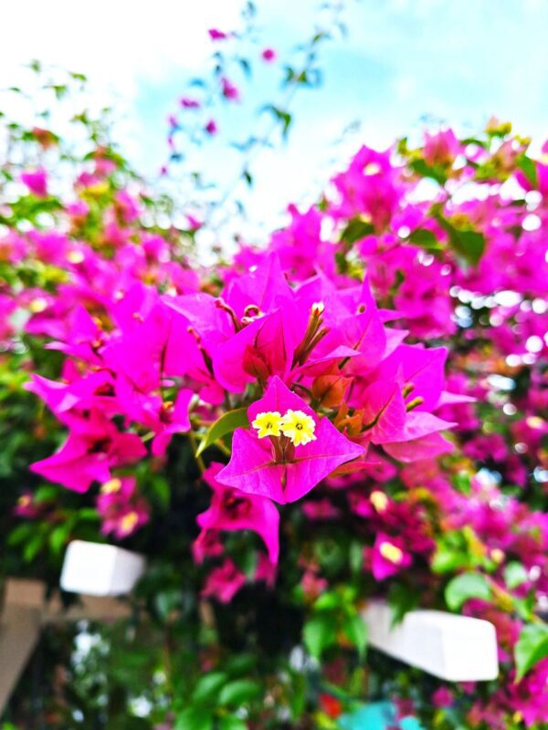 A bunch of pink flowers that are in the grass.