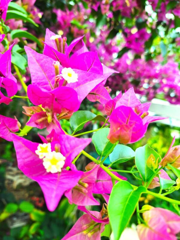 A close up of some purple flowers with green leaves