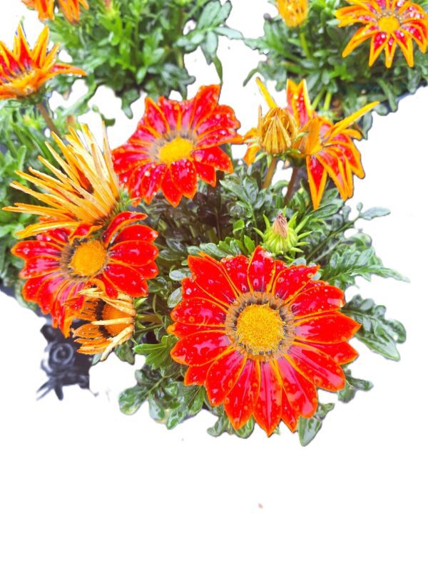 A close up of some red flowers with yellow centers