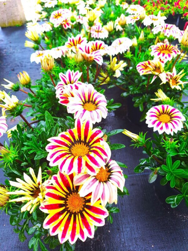 A close up of flowers with yellow and red petals