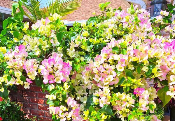 A pink and yellow flower bush in front of a brick wall.