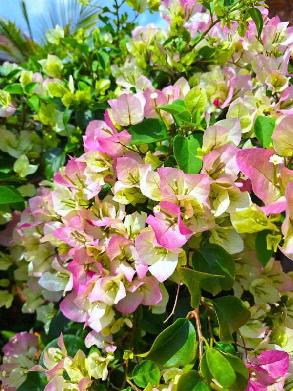 A close up of some pink flowers with green leaves