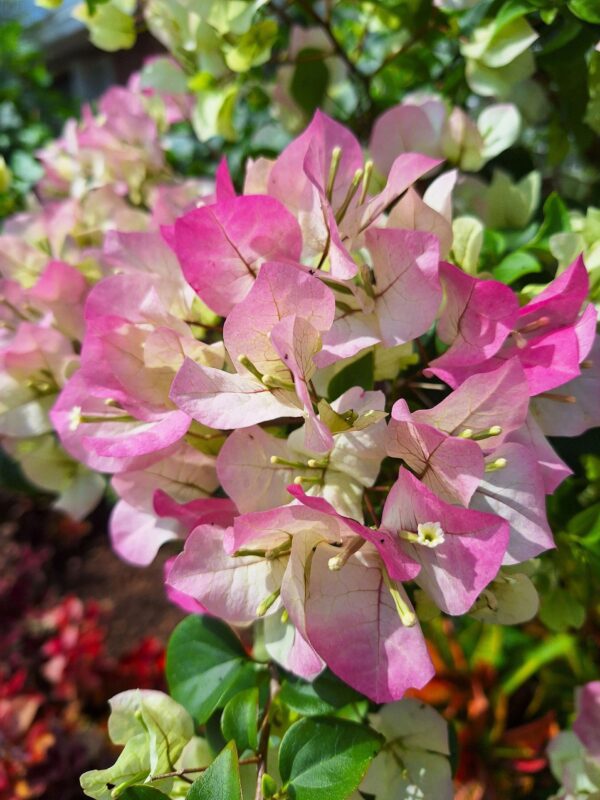 A close up of some pink flowers in the sun