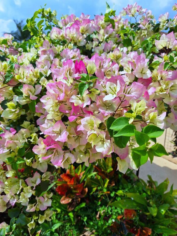 A close up of some pink flowers on a bush