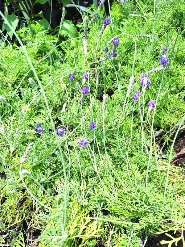 A close up of some purple flowers in the grass.