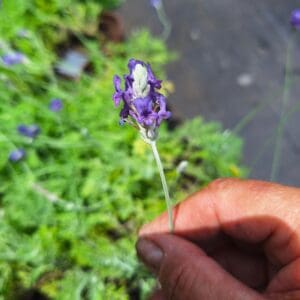 A person holding a flower in their hand.