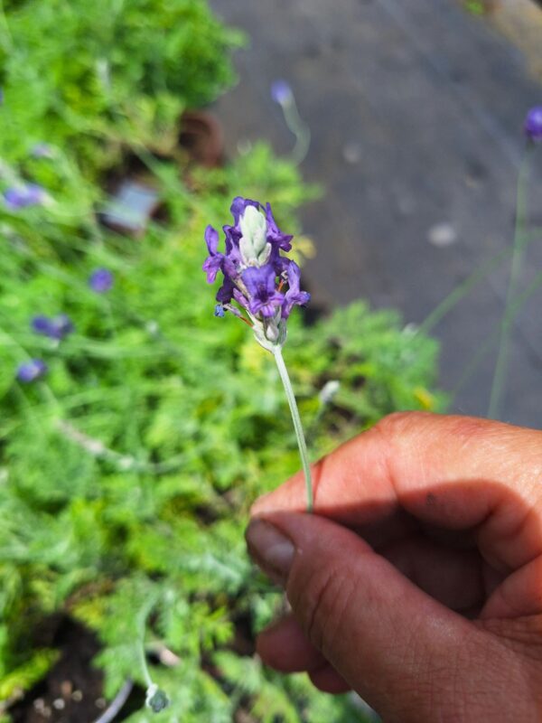 A person holding a flower in their hand.