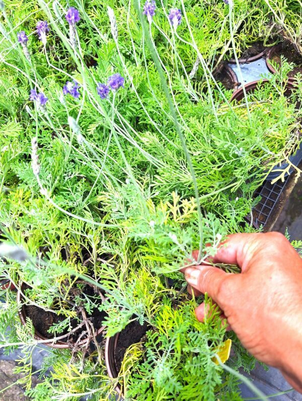 A person holding scissors over some plants
