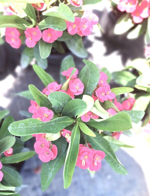 A close up of some pink flowers with green leaves