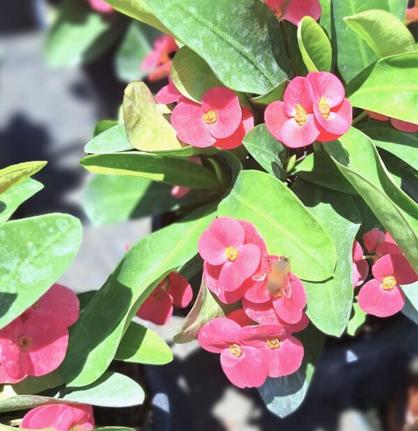 A close up of some pink flowers with green leaves