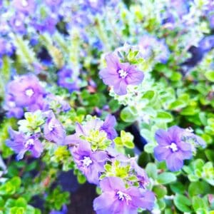 A close up of purple flowers with green leaves