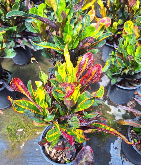 A group of plants that are sitting in the dirt.