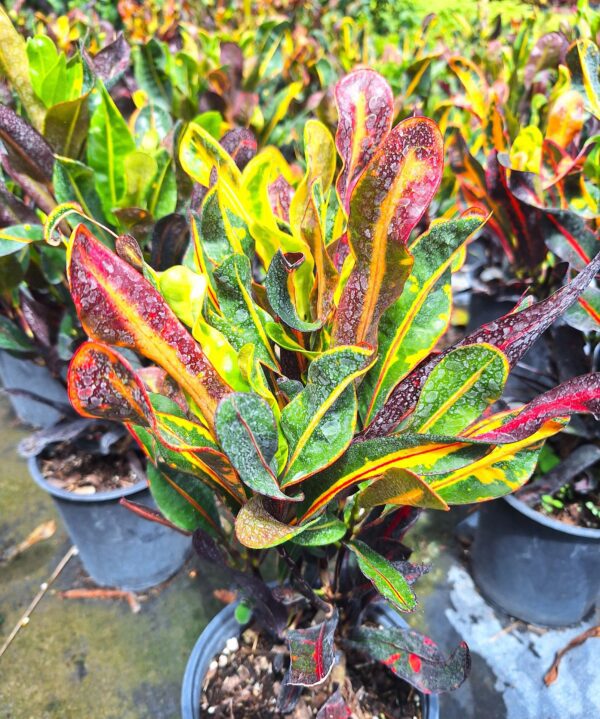 A close up of some plants in pots