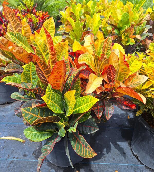 A close up of some colorful plants in pots