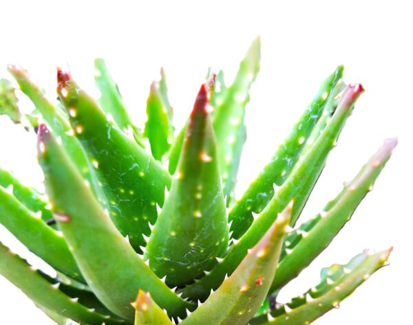 A close up of the top of an aloe plant.