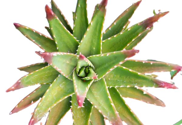 A close up of the top part of an agave plant.