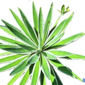 A green plant with leaves in the shape of a star.