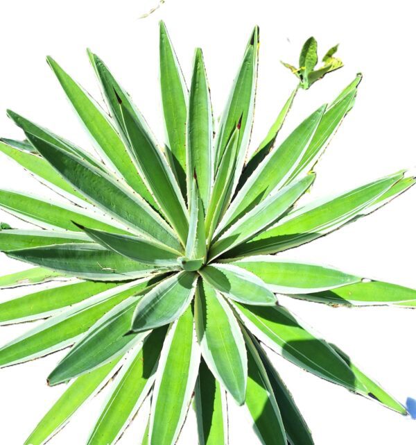 A green plant with leaves in the shape of a star.