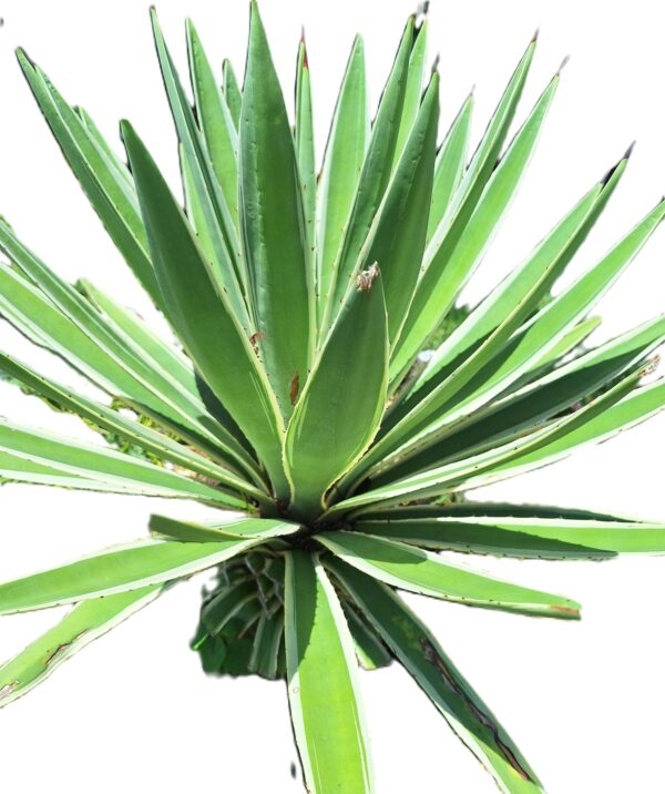 A close up of the top part of a plant